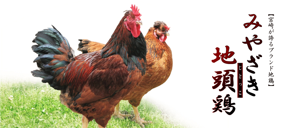 みやざき地頭鶏